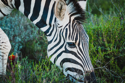 Sch  nes Portrait eines Zebras im Addo Nationalpark in S  dafrika
