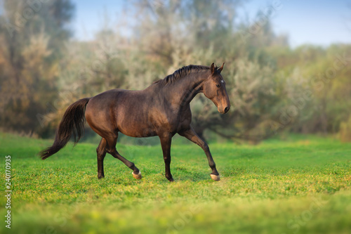 Horse in motion in autumn landscape