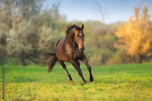 Koń w ruchu w jesień krajobrazie