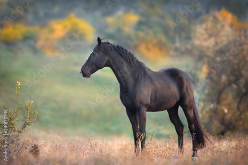 Black stallion in autumn landscape