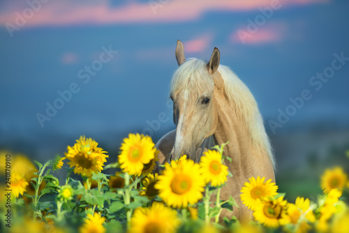 Fototapeta Naklejka Na Ścianę i Meble -  Palomino horse portrait in sunflowers at sunset