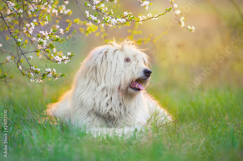 South russian sheepdog in spring blossom photo
