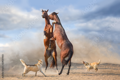 Fototapeta Naklejka Na Ścianę i Meble -  Couple of horse rearing up and play in desert dust with two dog