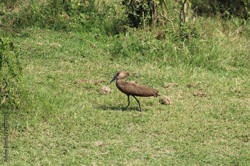 Schnabel Vogel Uganda Afrika