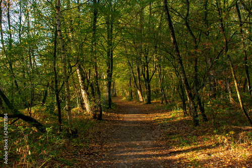 Waldweg im Herbst. Standort  Deutschland  Nordrhein-Westfalen  Hoxfeld
