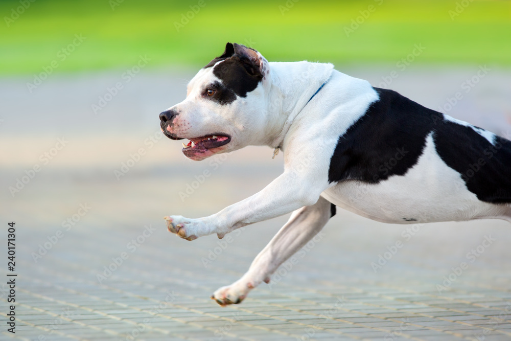 Beautiful dog American Pit Bull Terrier running at sunset Beautiful dog American Pit Bull Terrier running at sunset