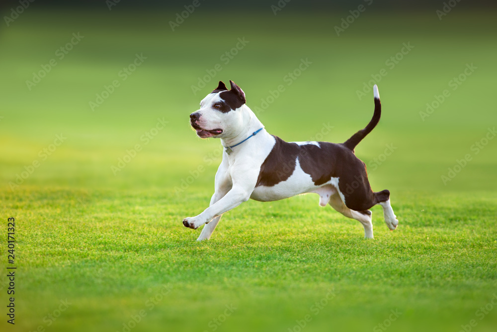 Beautiful dog American Pit Bull Terrier  running on green spring field