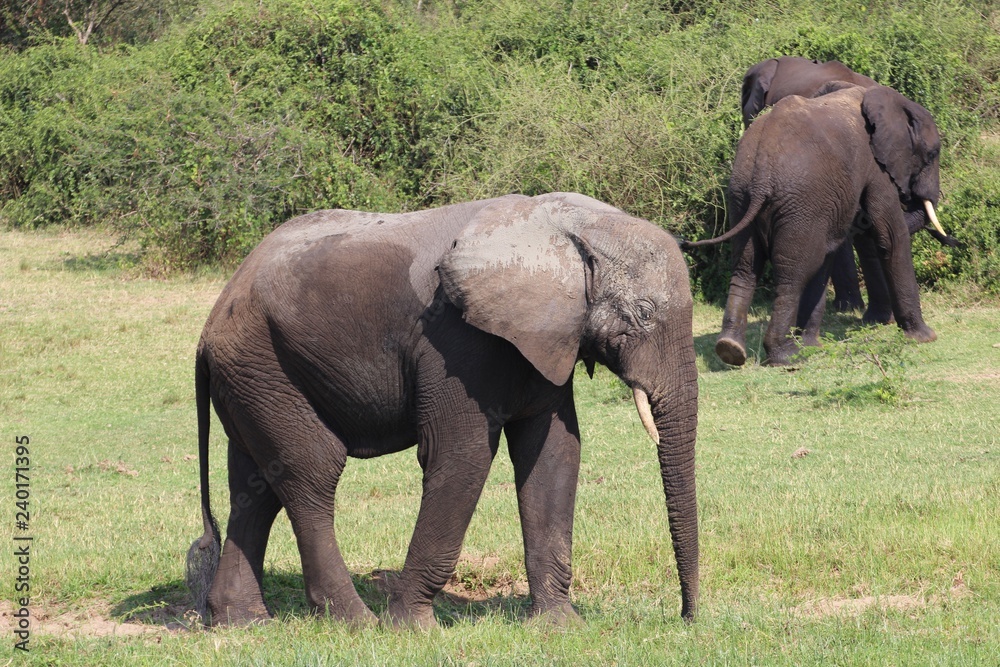 Elefanten Herde in Afrika Uganda - Elefantenbaby