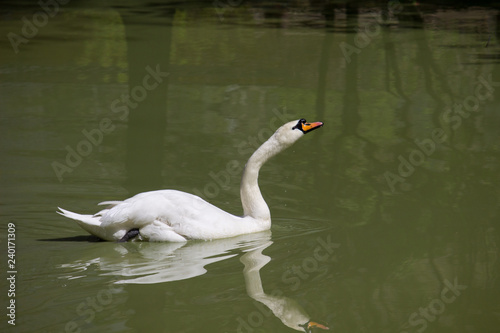 Big white swan in the water