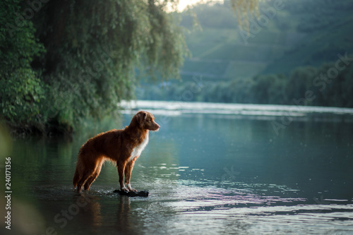 dog on the lake. Nova Scotia Duck Tolling Retriever in nature. Toller, Pet with Travel