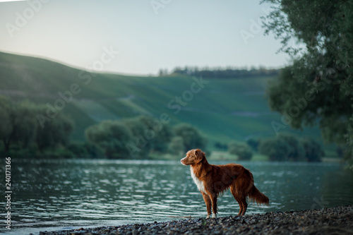 dog on the lake. Nova Scotia Duck Tolling Retriever in nature. Toller, Pet with Travel