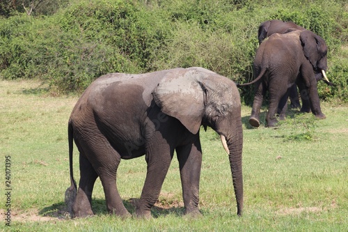 Elefanten Herde in Afrika Uganda - Elefantenbaby