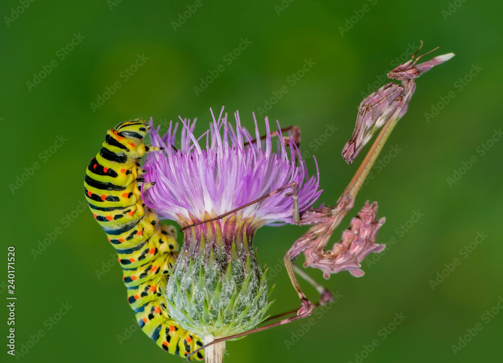 Obraz premium Сaterpillar of swallowtail - Stock Image