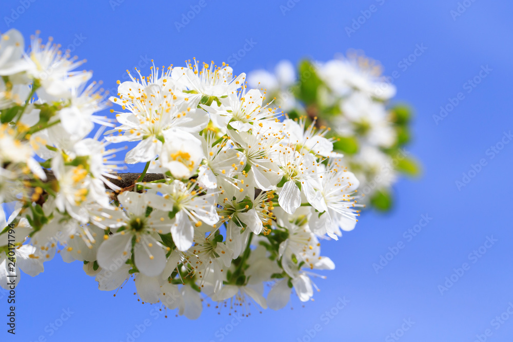 Spring flowers series: Close-up of a Cherry Plum tree. against the blue sky
