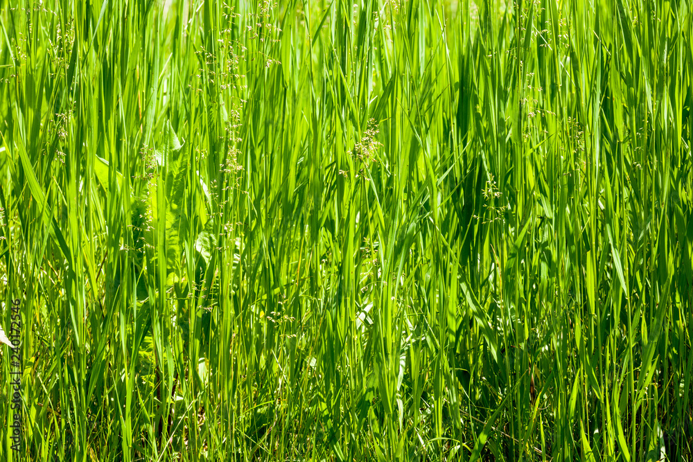 Green grass background.