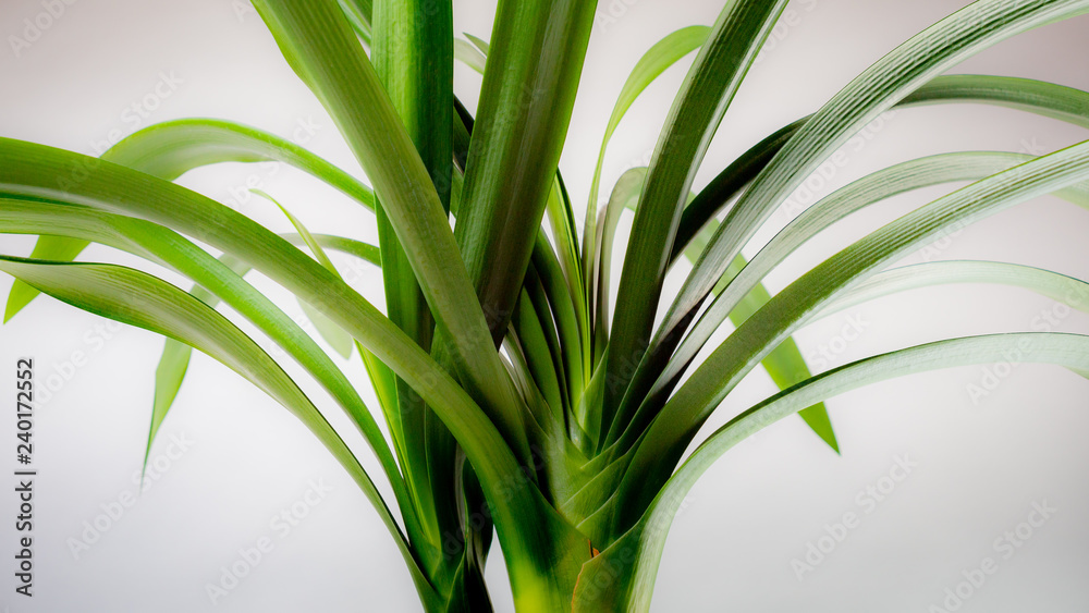 Obraz premium Klivie, Riemenblatt (Clivia miniata)