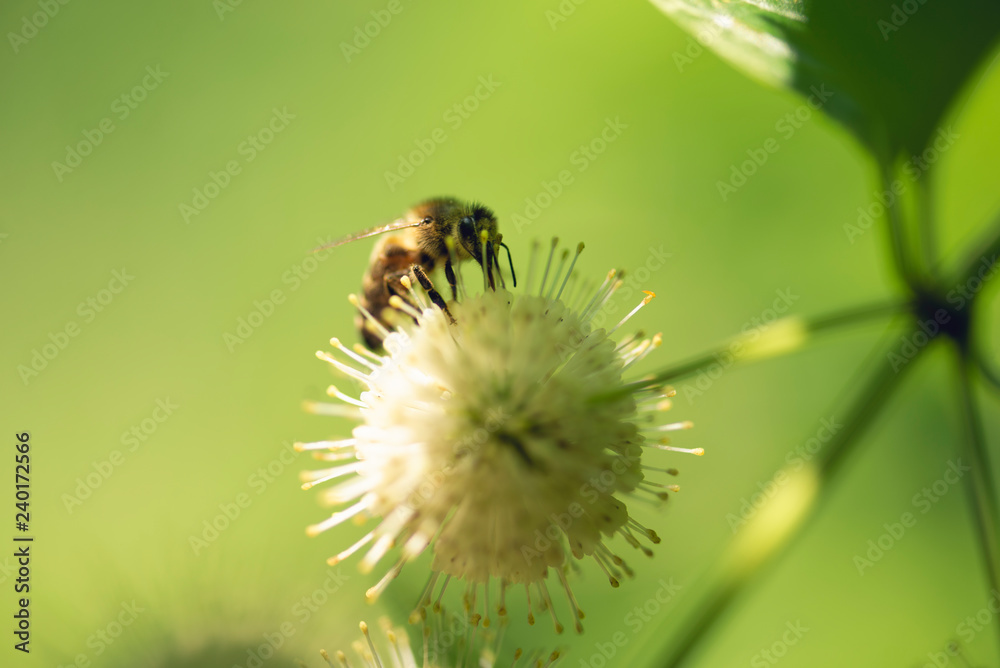 Fototapeta premium closeup of bee on flower