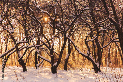 Beautiful winter landscape. Dark silhouettes of trees in snowy forest on orange sunset light
