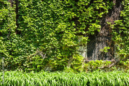 Fototapeta Naklejka Na Ścianę i Meble -  Green ivy wall background.