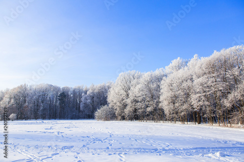 White snowy trees in winter forest on the field. Beautiful winter landscape