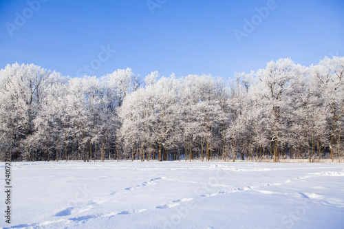 White snowy trees in winter forest on the field. Beautiful winter landscape