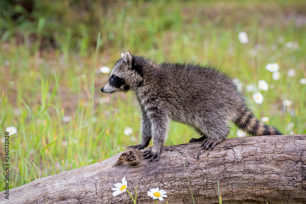 Baby Raccoon Standing atop a Log in a Field of Daisies