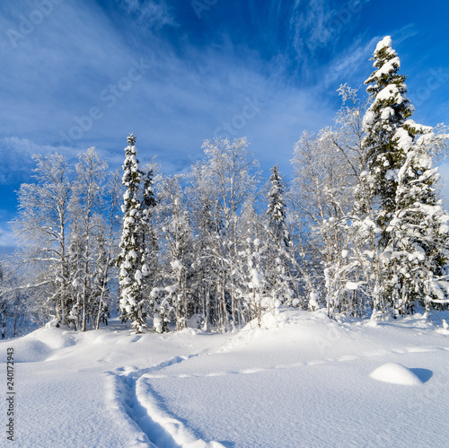 Beautiful winter landscape in the cold snowy forest. Blue sky, sunny day. Kola Peninsula.