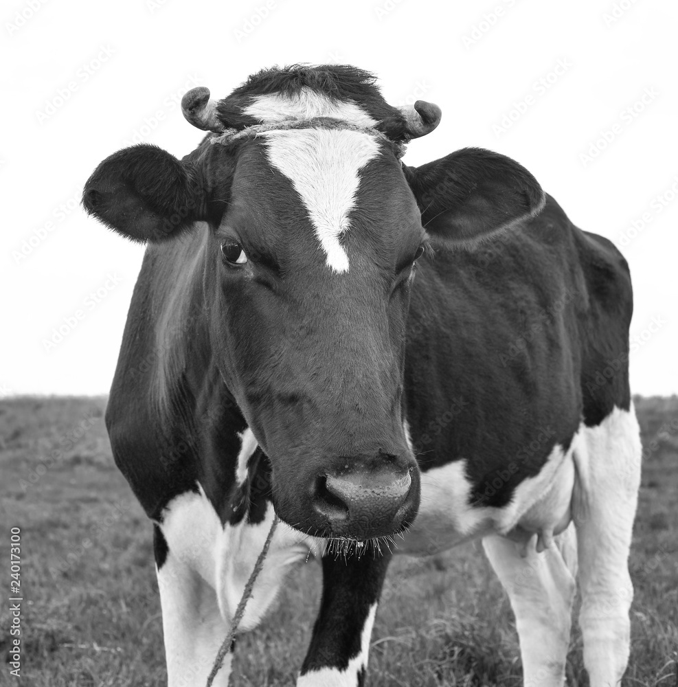 Cow portrait in a pasture. Cow on the background of green field. Beautiful funny cow on cow farm grazing on the field.