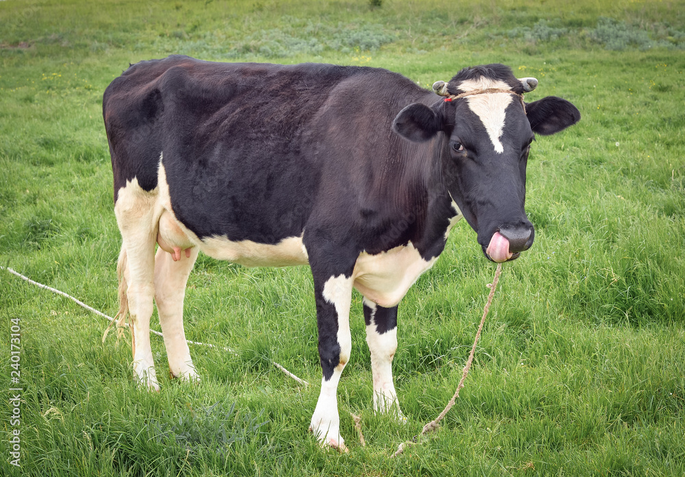 Cow portrait full length in a pasture. Cow on the background of green field. Beautiful funny cow on cow farm grazing on the field. Cow portrait full length in a pasture. Cow on the background of green field. Beautiful funny cow on cow farm grazing on the field.