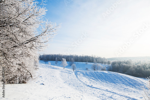 Tree with snowy branches on background of white winter field and forest. Beautiful winter landscape