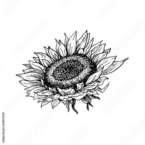 Sunflower hand drawn vector illustration. Floral ink pen sketch. Black and white clipart. Realistic wildflower freehand drawing. Isolated monochrome floral design element. Sketched outline