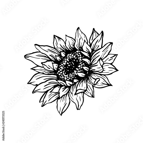 Sunflower hand drawn vector illustration. Floral ink pen sketch. Black and white clipart. Realistic wildflower freehand drawing. Isolated monochrome floral design element. Sketched outline