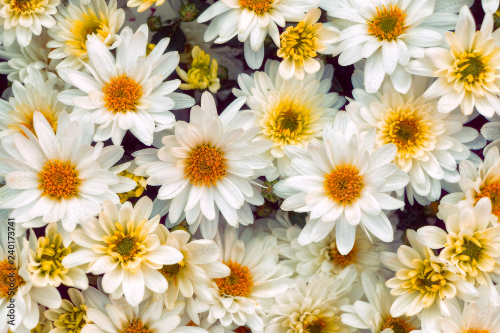 pattern of white flowers pattern of white flowers