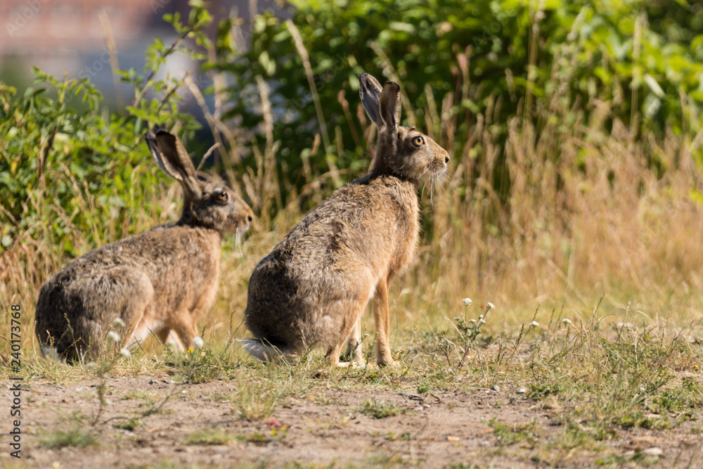 rabbits in stockholm city rabbits in stockholm city