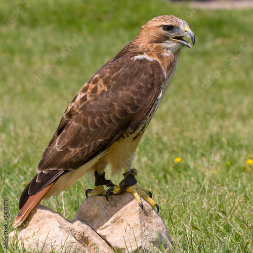 Common Buzzard  Buteo buteo 