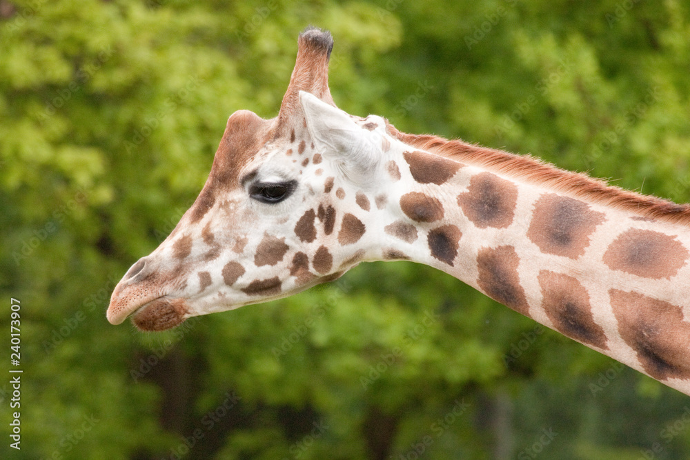 Rothschild giraffe (Giraffa camelopardalis rothschildi) Rothschild giraffe (Giraffa camelopardalis rothschildi)