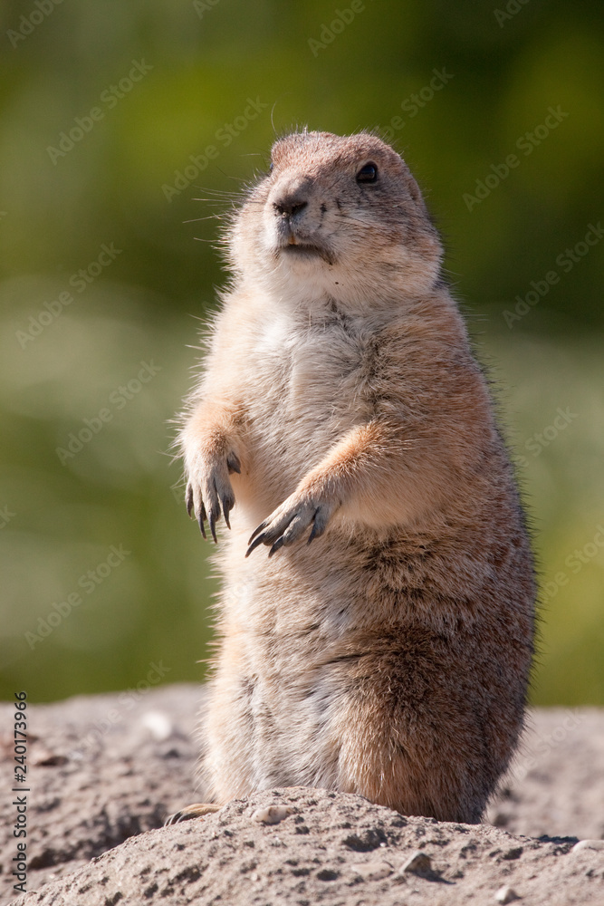 Fototapeta premium Prairie dog (Cynomys)