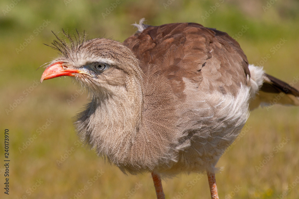 Red-legged Seriema (Cariama cristata) Red-legged Seriema (Cariama cristata)