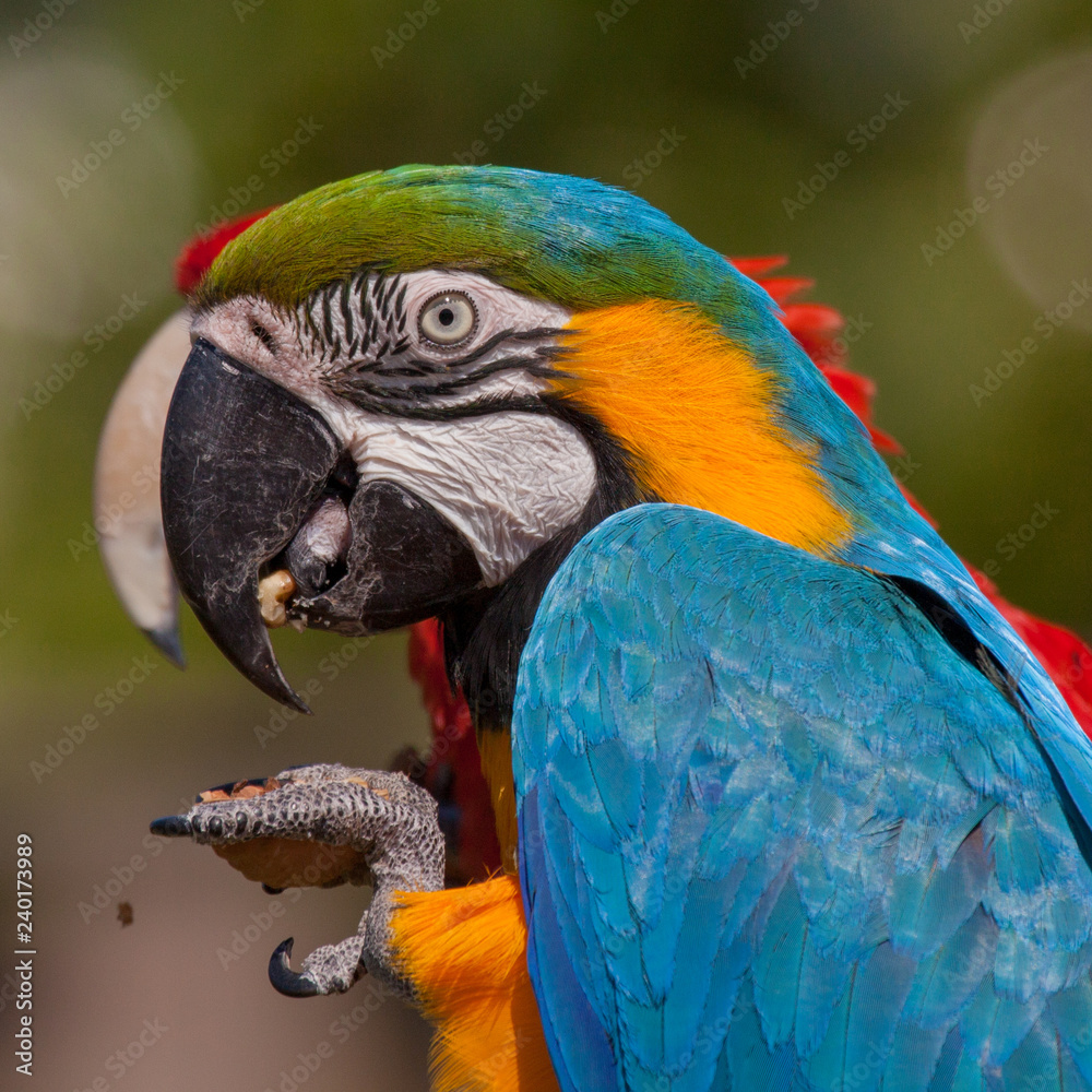 Obraz premium Blue-and-yellow Macaw (Ara ararauna)
