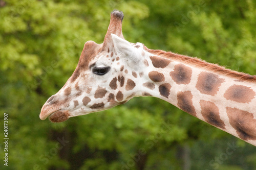 Rothschild giraffe (Giraffa camelopardalis rothschildi)