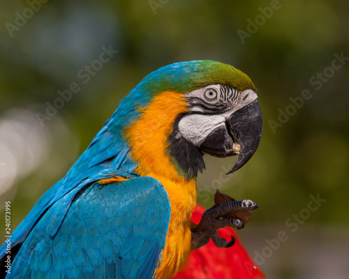 Blue-and-yellow Macaw (Ara ararauna)