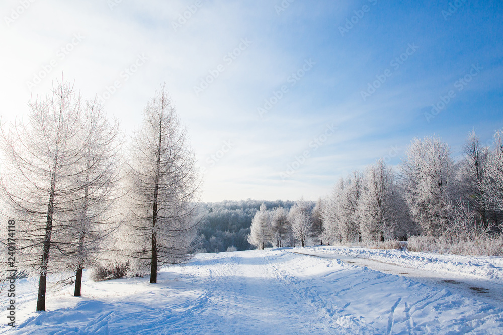 White snowy trees in winter forest and clear blue sky. Beautiful landscape