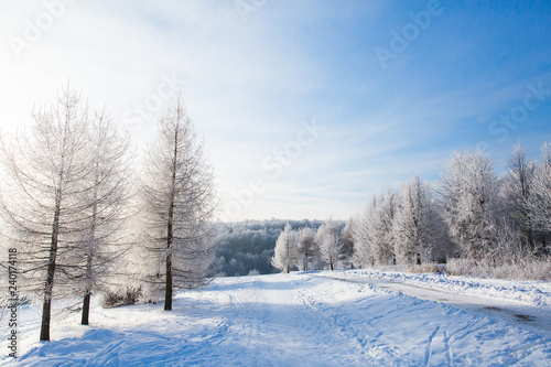 White snowy trees in winter forest and clear blue sky. Beautiful landscape