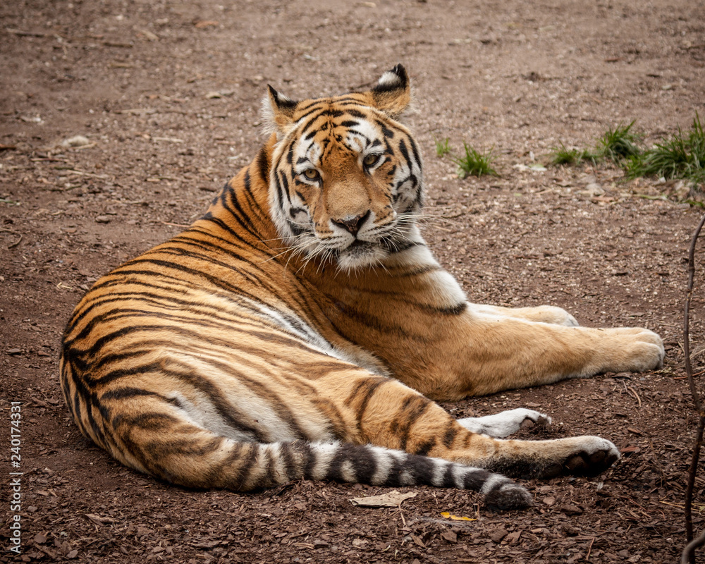 Obraz premium Siberian tiger