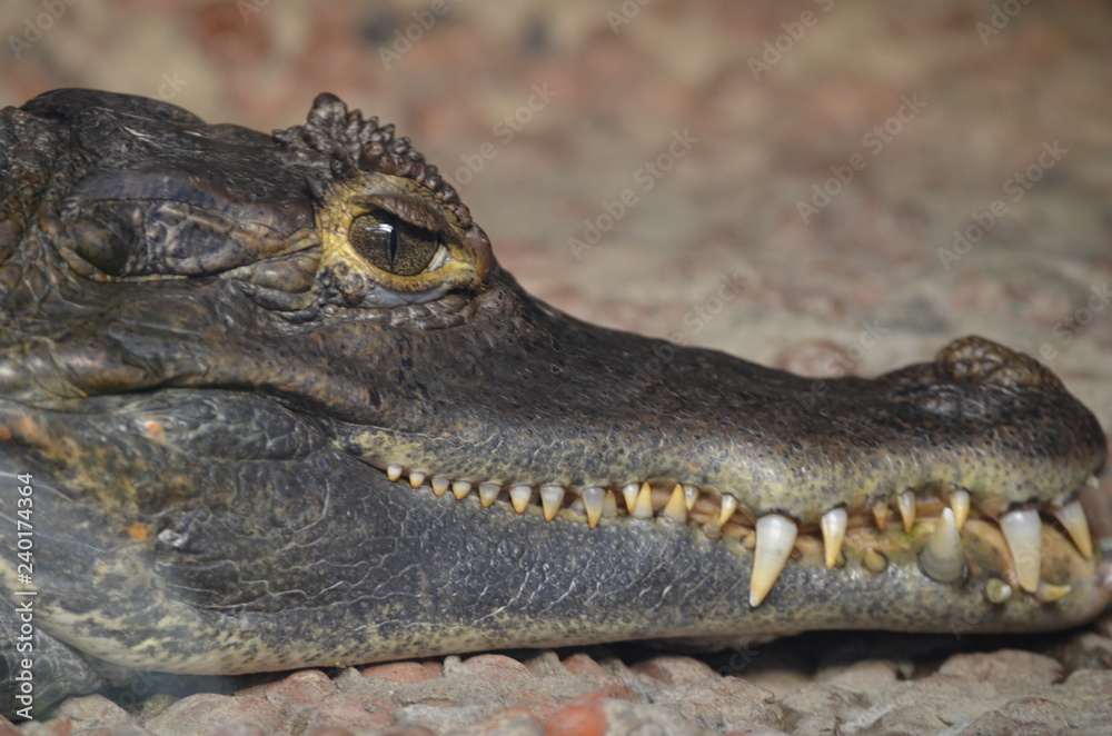 Obraz premium crocodile 