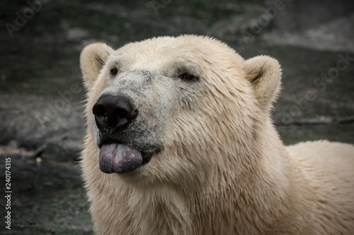 Polar Bear close-up © Ed Steenhoek