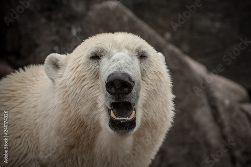 Polar Bear close-up