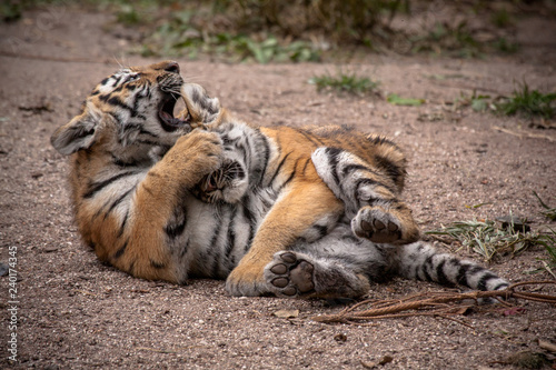 Siberian tiger cubs playing