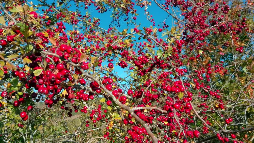 Panoramica entre ramas de Majuelo ( Crataegus ) cargadas de frutos rojos moviéndose con el viento en otoño y fondo de cielo