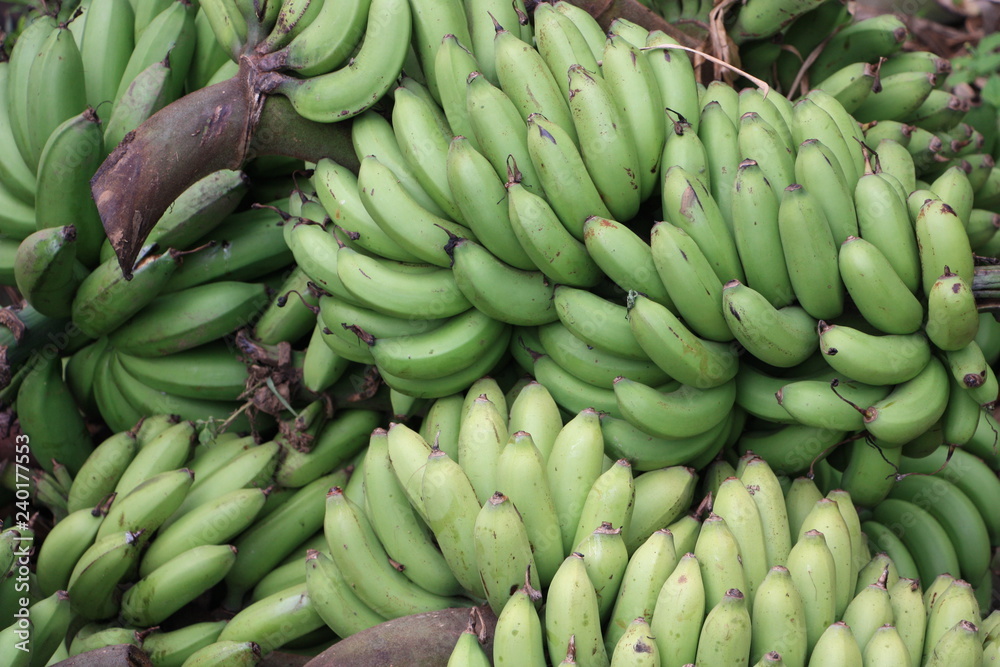 Grüne Bananenstaude am Baum